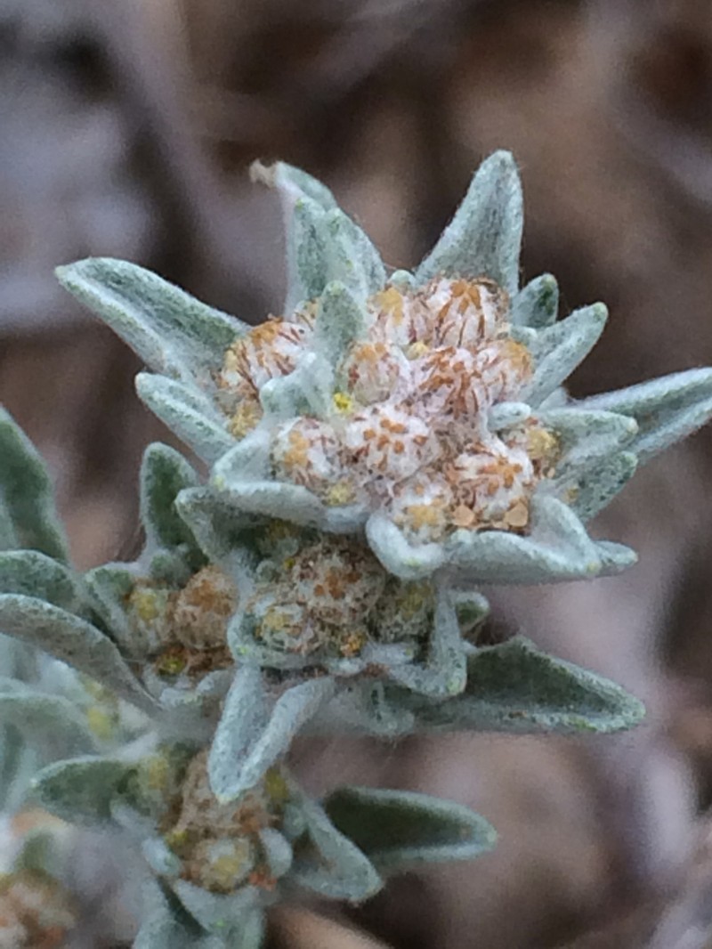 Silver Pygmycudweed photo 2