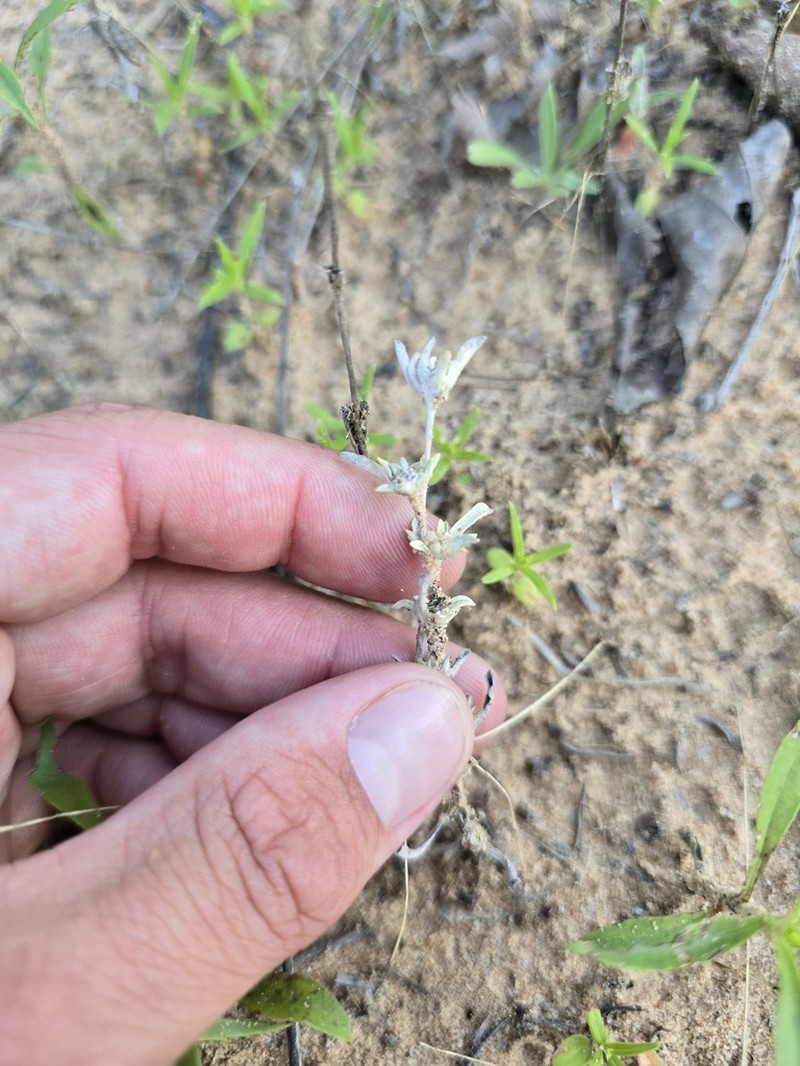 Silver Pygmycudweed photo 3
