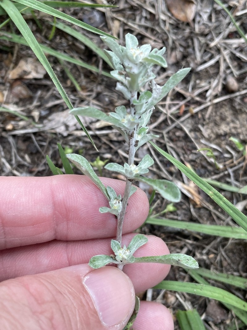 Silver Pygmycudweed photo 4
