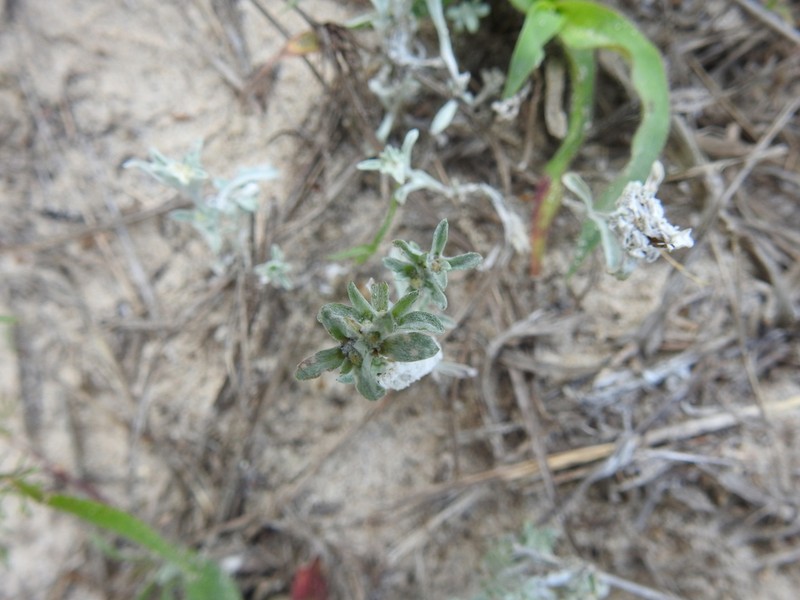 Silver Pygmycudweed photo 5