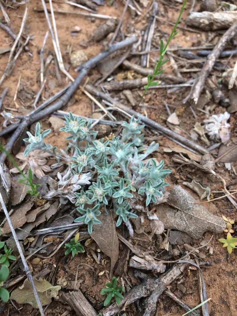 Silver Pygmycudweed photo 6