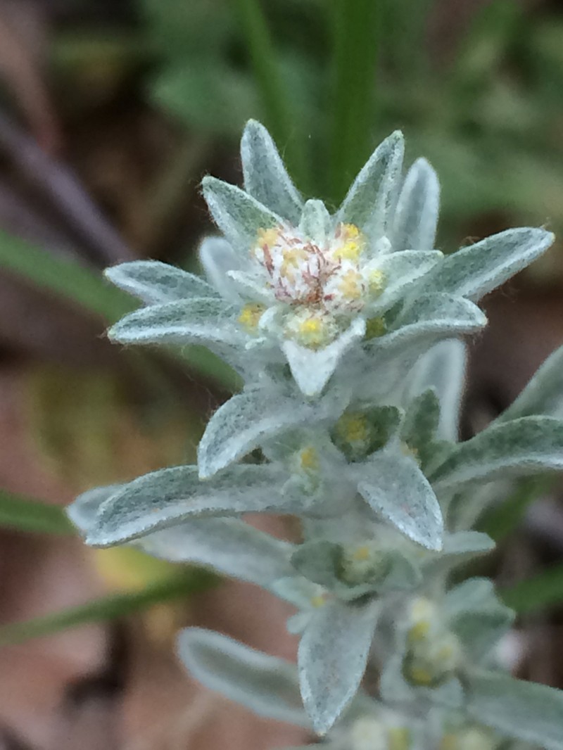 Silver Pygmycudweed photo 7