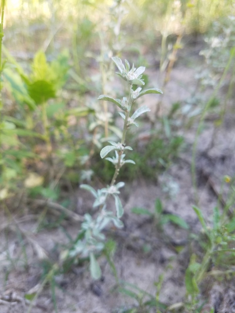 Silver Pygmycudweed photo 8