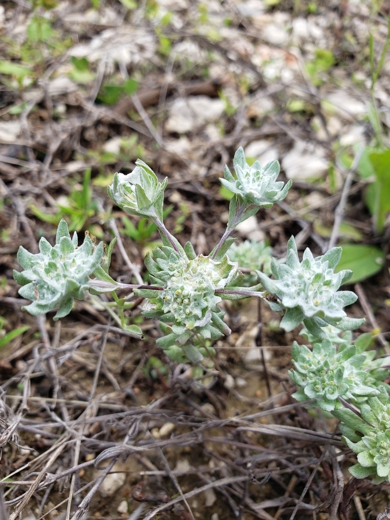 Bighead Pygmycudweed