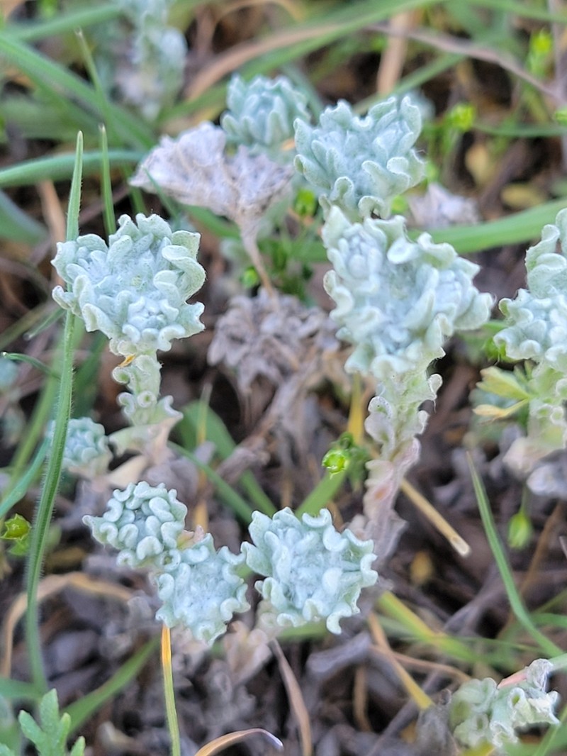 Bighead Pygmycudweed photo 2