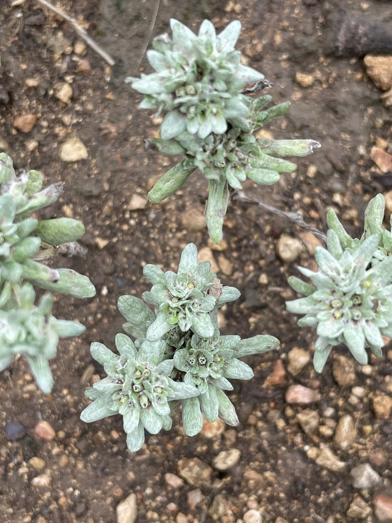 Bighead Pygmycudweed photo 3