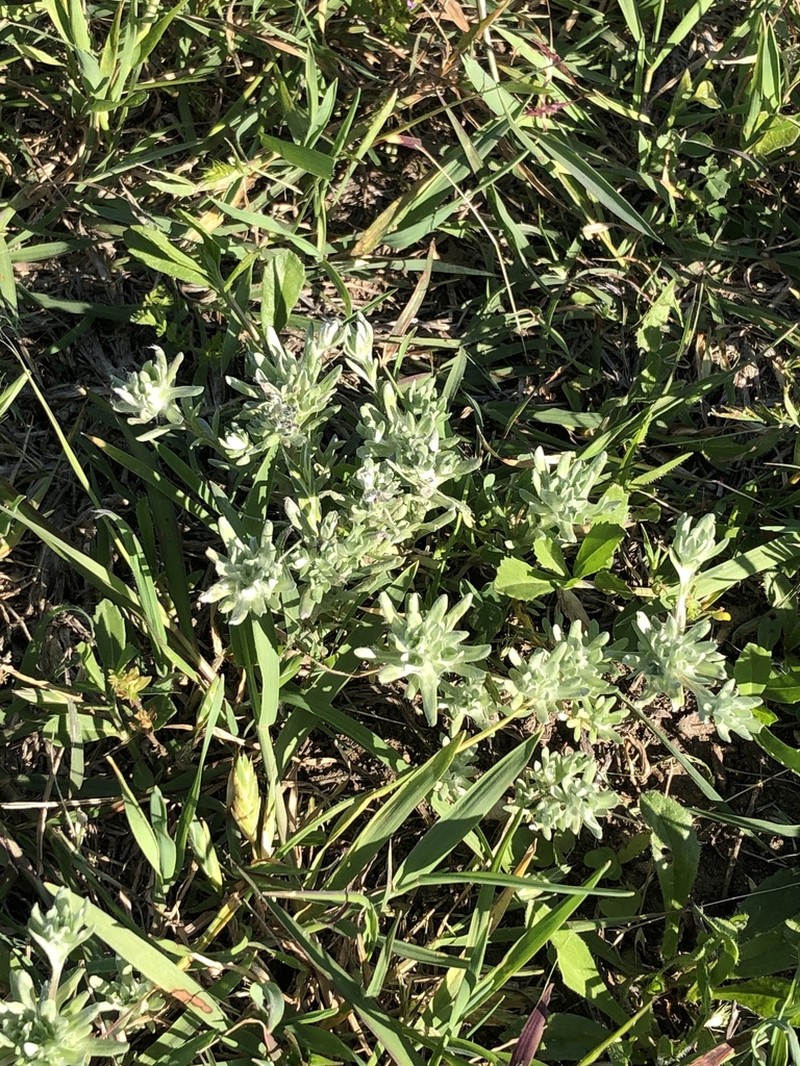 Bighead Pygmycudweed photo 4