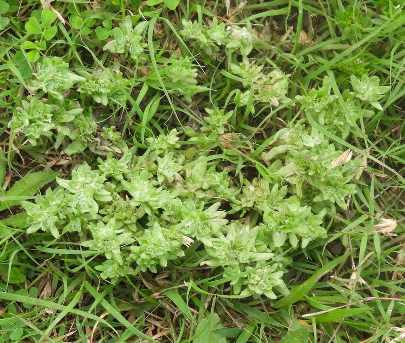 Bighead Pygmycudweed photo 5