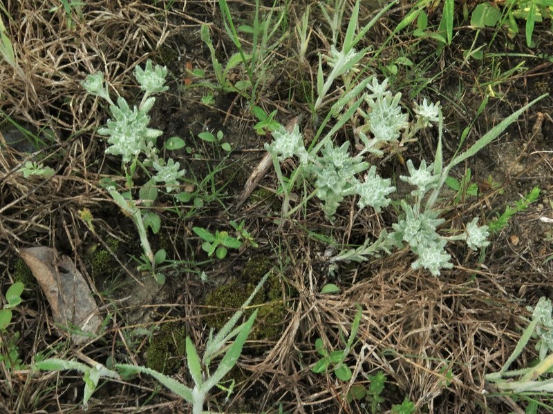 Bighead Pygmycudweed photo 6