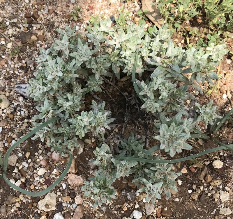Bighead Pygmycudweed photo 7