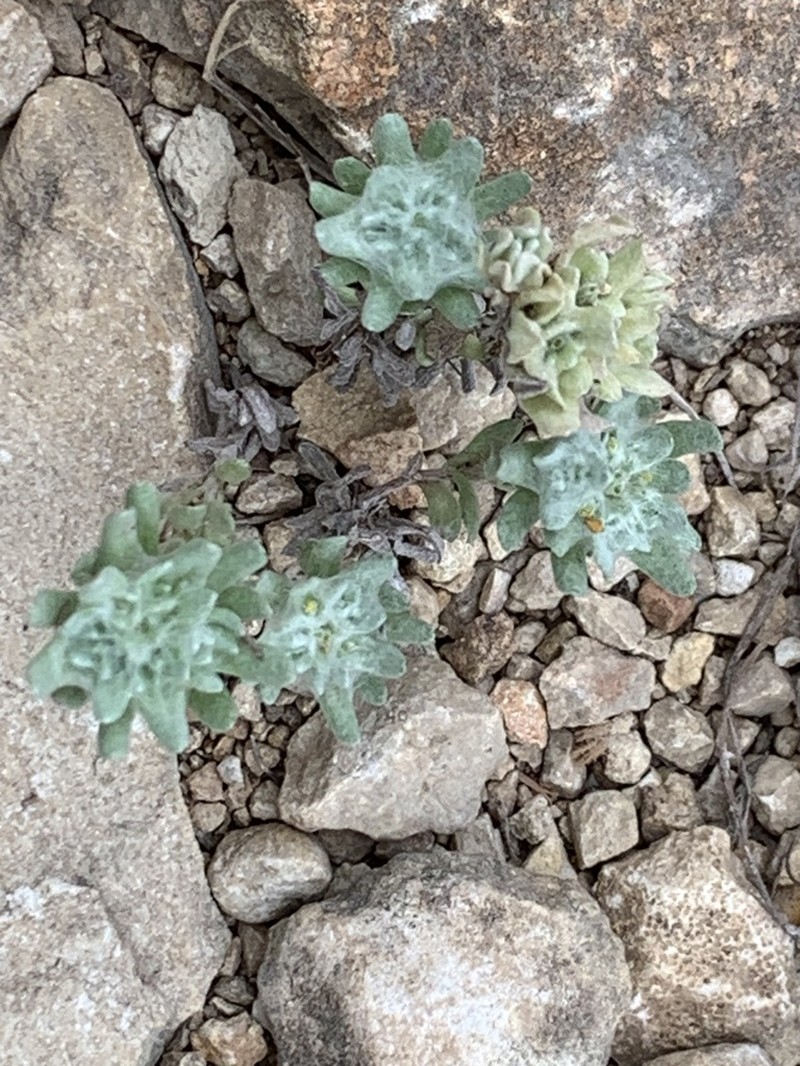 Bighead Pygmycudweed photo 8
