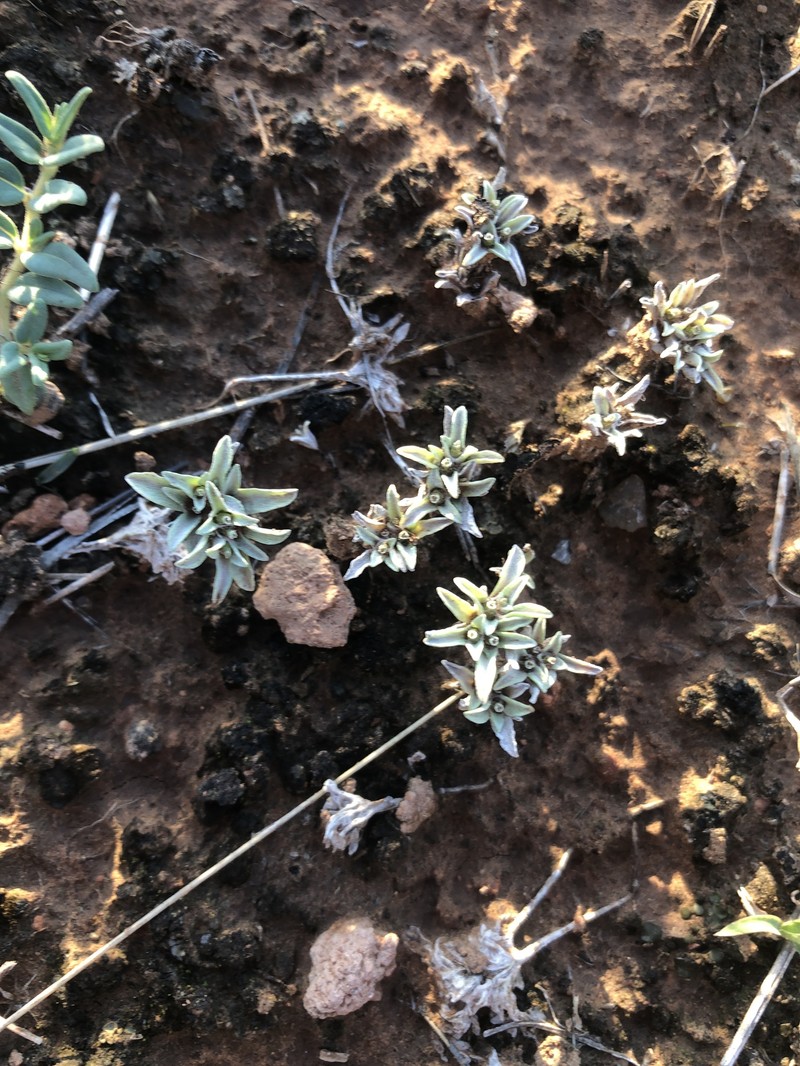 Diaperia prolifera var. barnebyi photo 2