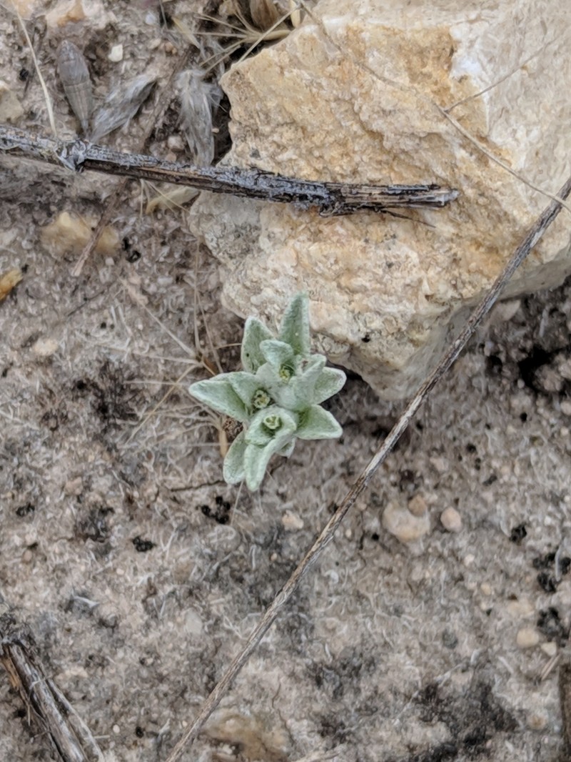 Diaperia prolifera var. barnebyi photo 3