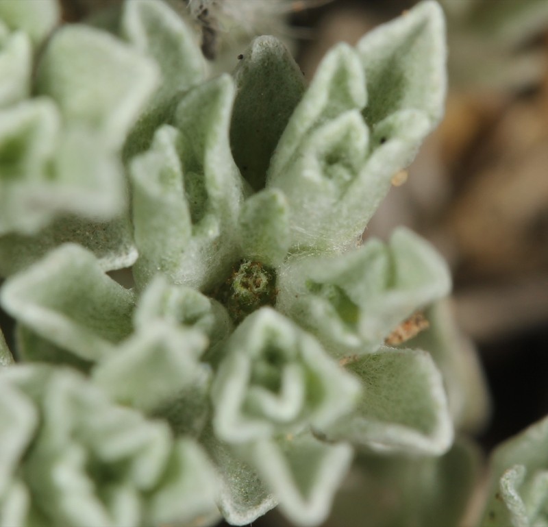 Diaperia prolifera var. barnebyi photo 4