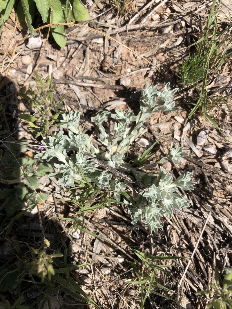 Diaperia prolifera var. barnebyi photo 5