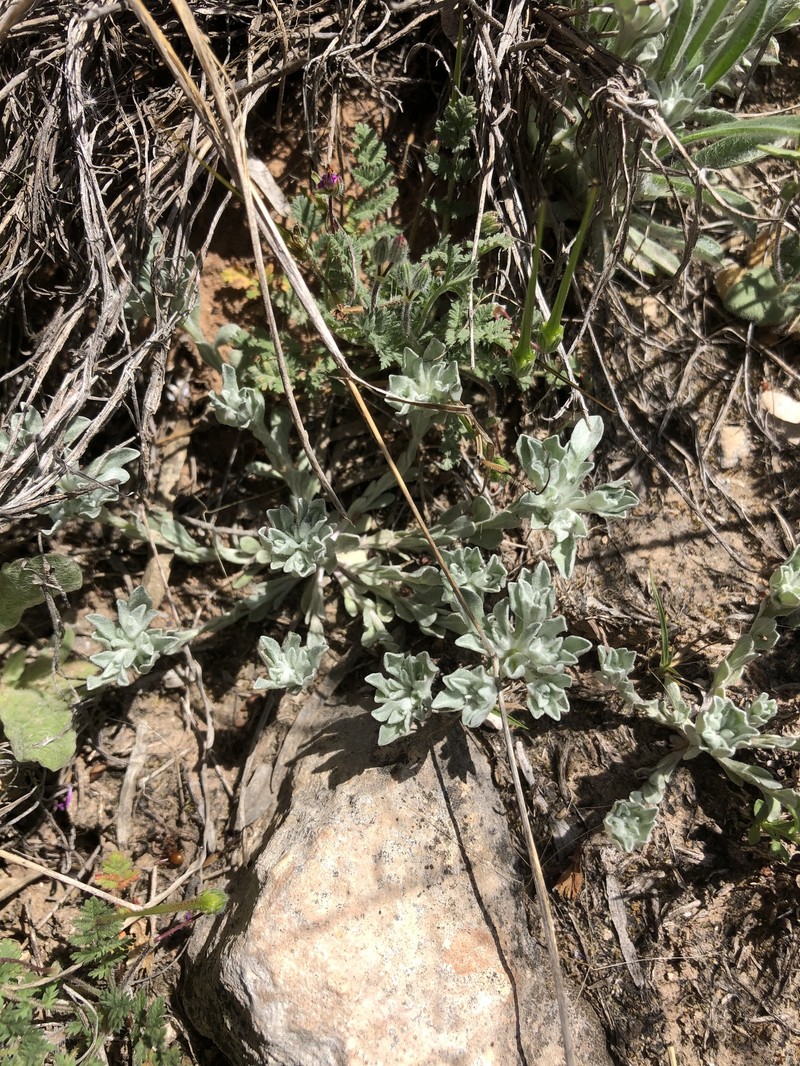 Diaperia prolifera var. barnebyi photo 6