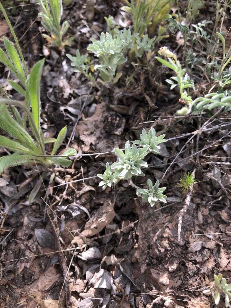 Diaperia prolifera var. barnebyi photo 8