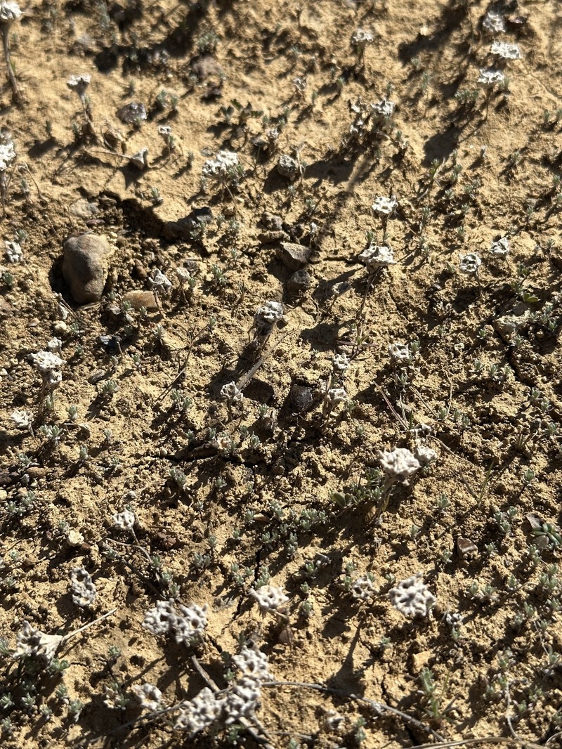 Diaperia prolifera var. prolifera