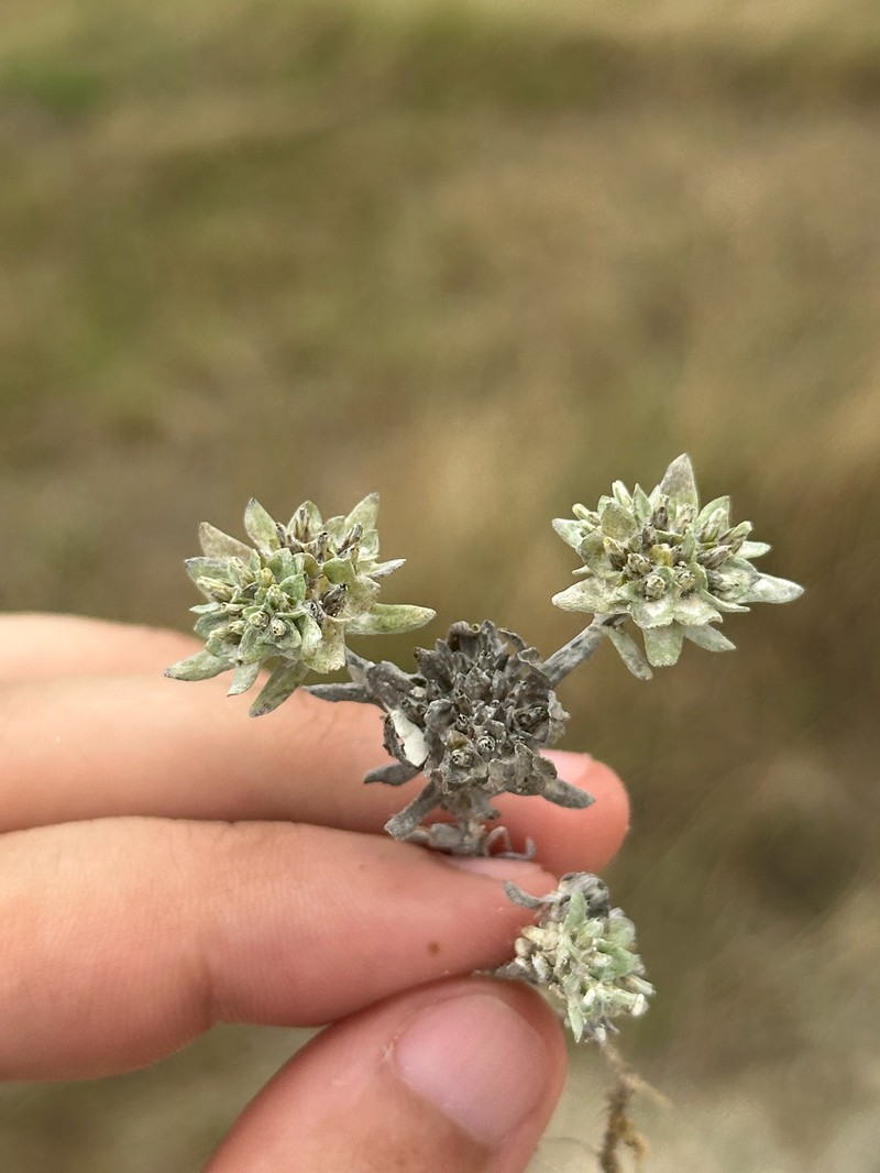 Diaperia prolifera var. prolifera photo 2
