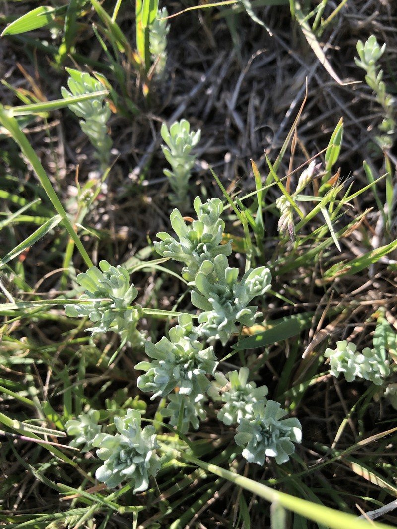 Diaperia prolifera var. prolifera photo 3