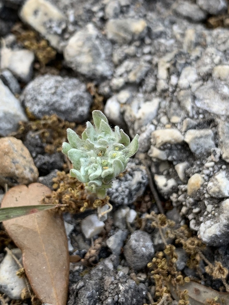 Diaperia prolifera var. prolifera photo 4