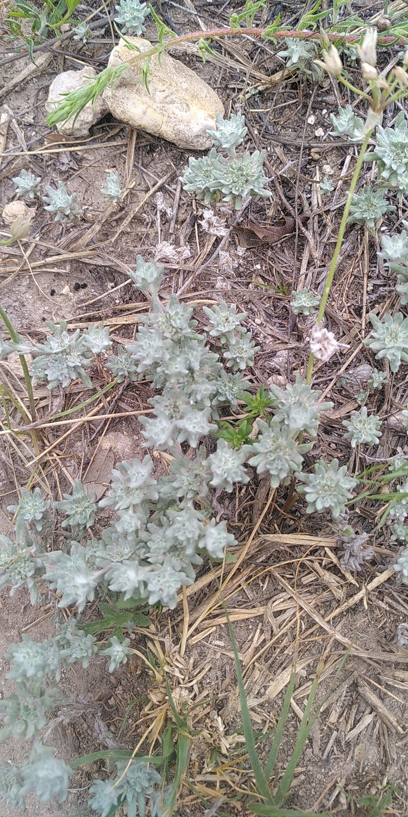 Diaperia prolifera var. prolifera photo 5