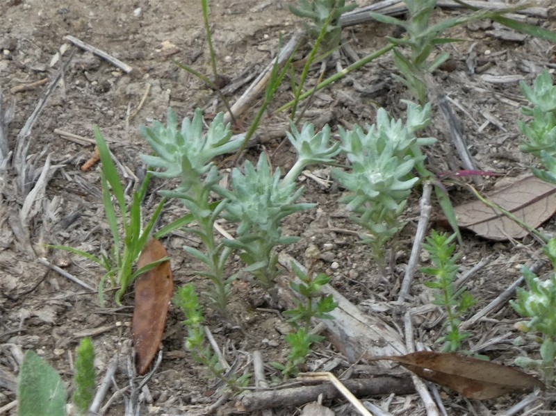 Diaperia prolifera var. prolifera photo 6