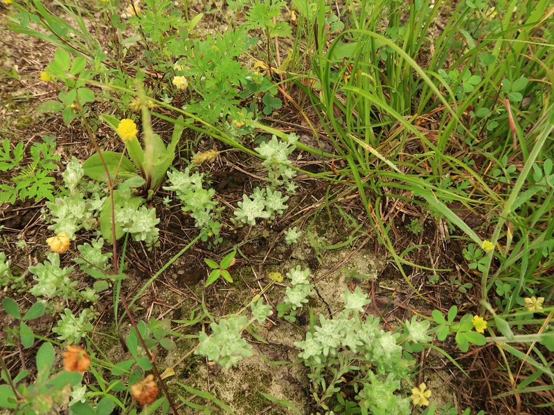 Diaperia prolifera var. prolifera photo 7