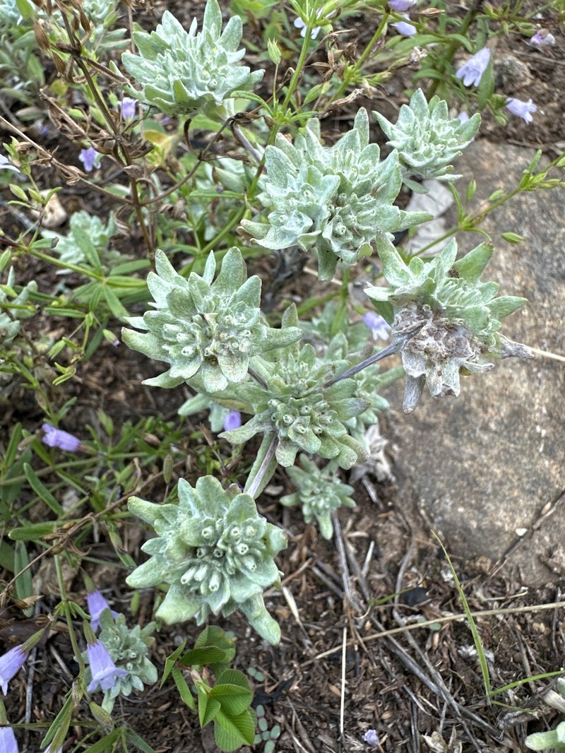 Diaperia prolifera var. prolifera photo 8