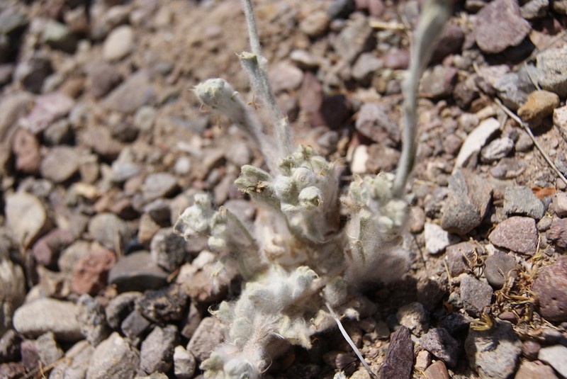 Spring Pygmycudweed