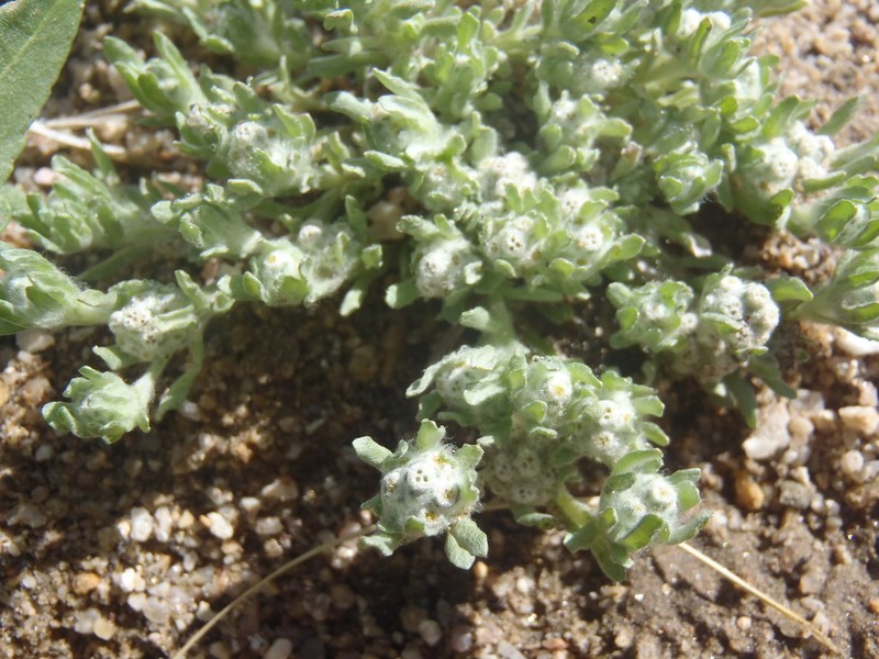 Spring Pygmycudweed photo 2