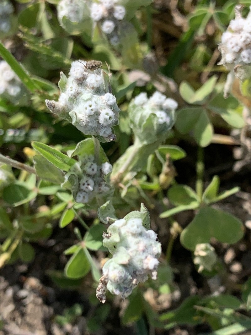 Spring Pygmycudweed photo 3