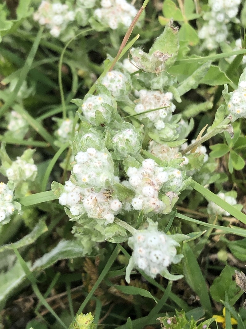 Spring Pygmycudweed photo 4