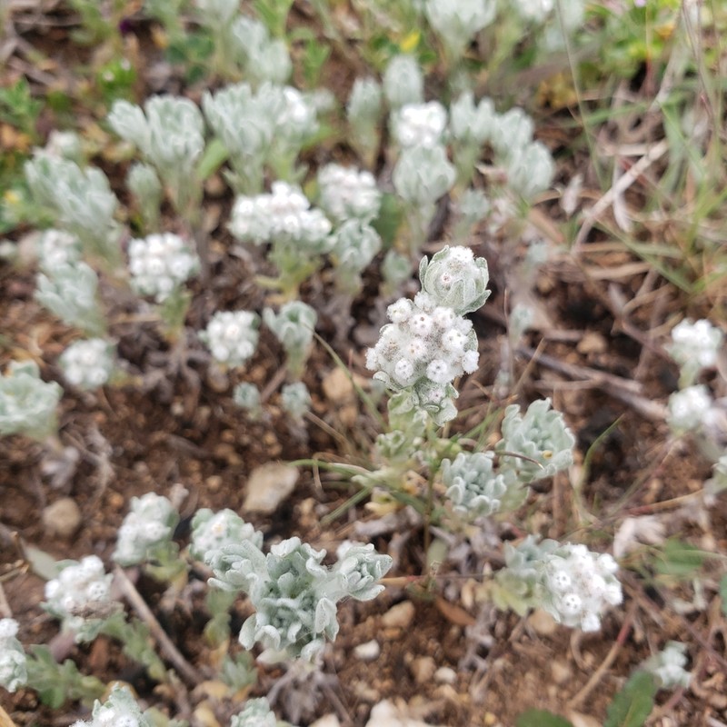 Spring Pygmycudweed photo 5