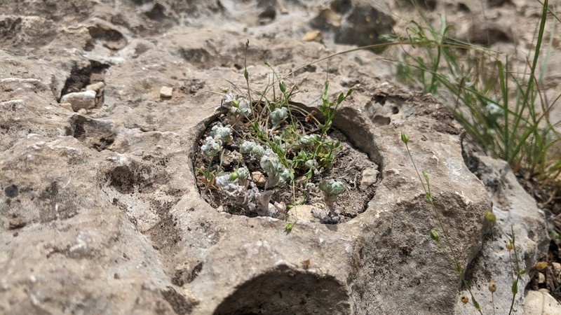 Spring Pygmycudweed photo 6