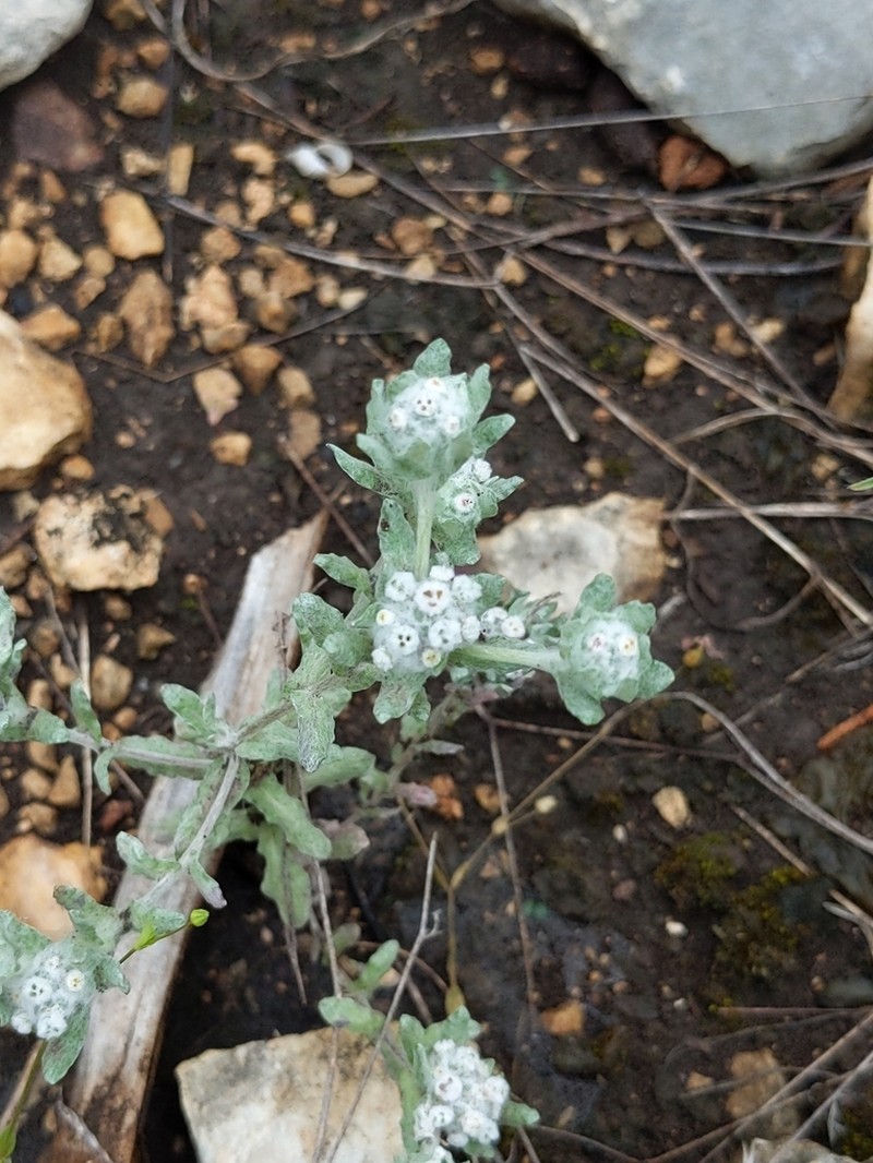 Spring Pygmycudweed photo 7