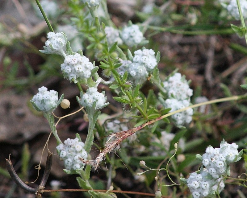 Spring Pygmycudweed photo 8