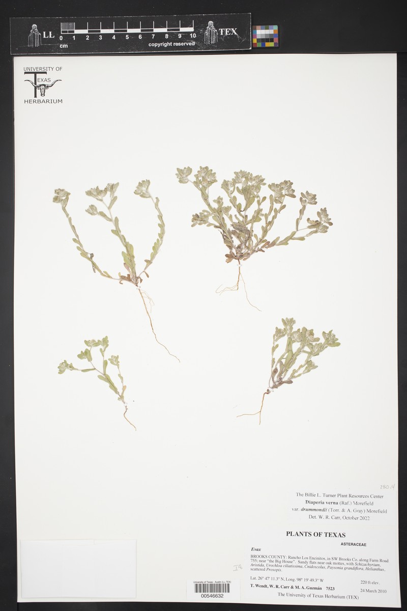 Diaperia verna var. drummondii photo 2