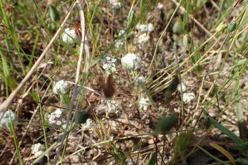 Diaperia verna var. drummondii
