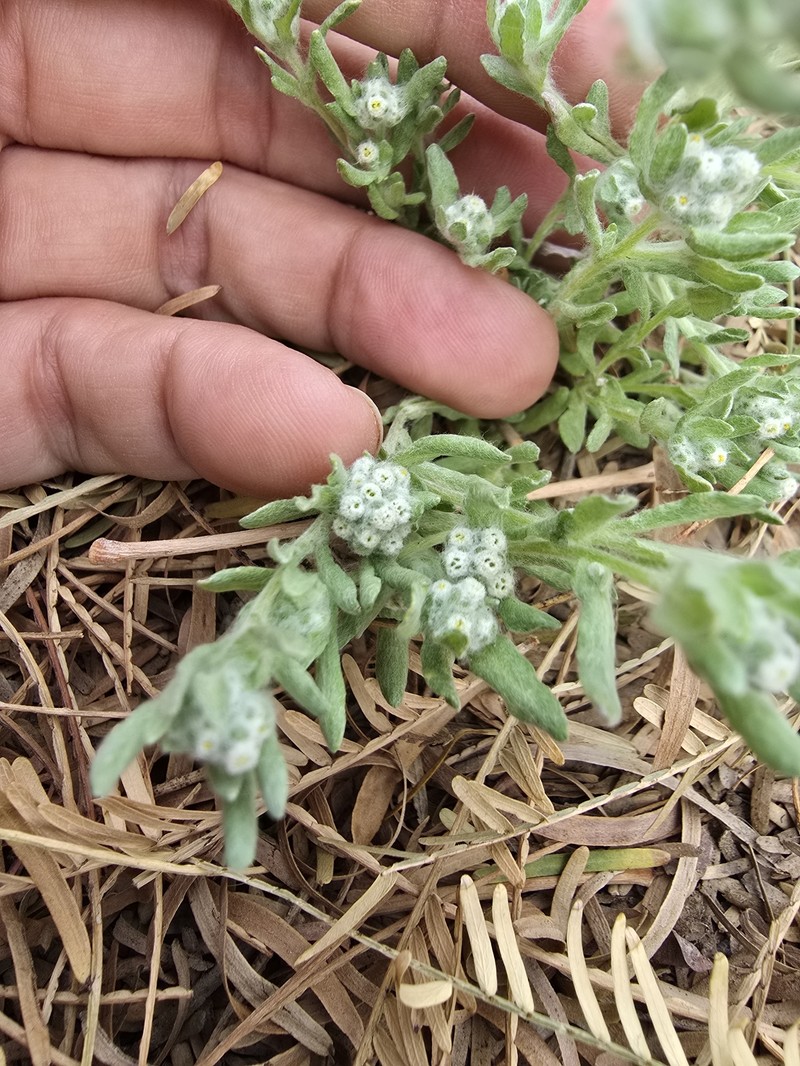 Diaperia verna var. verna