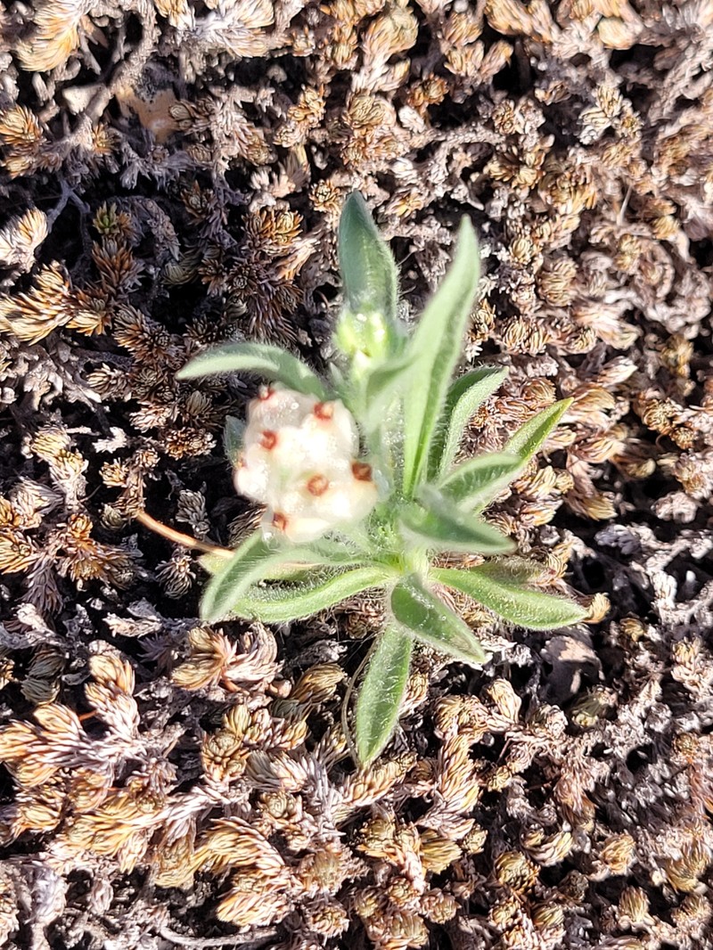 Diaperia verna var. verna photo 2