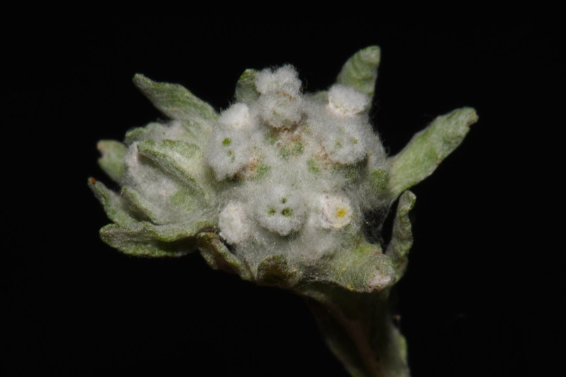 Diaperia verna var. verna photo 3