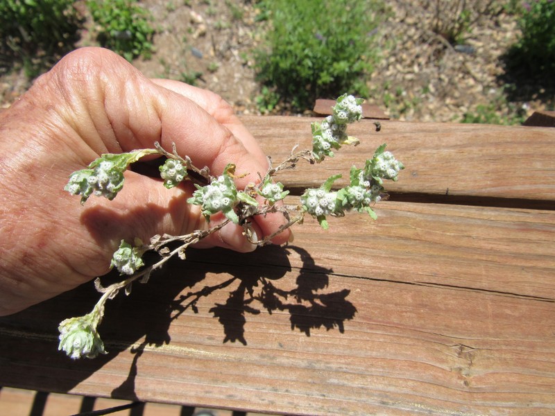 Diaperia verna var. verna photo 5