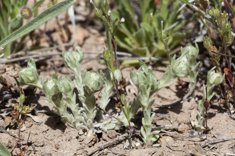 Diaperia verna var. verna photo 6