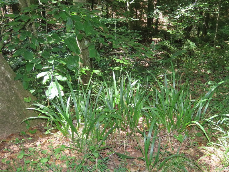 American Beakgrain photo 8