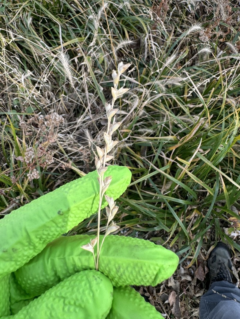 Obovate Beakgrain