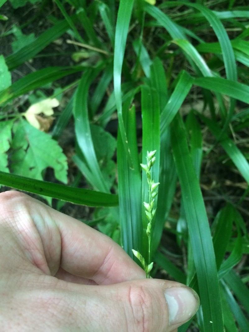 Obovate Beakgrain photo 2