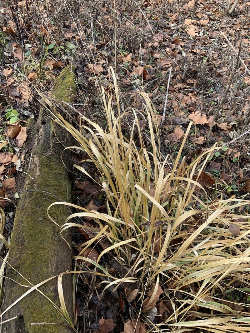 Obovate Beakgrain photo 3