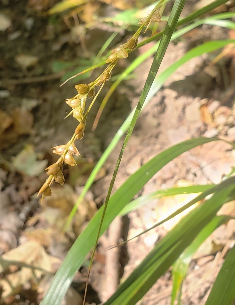 Obovate Beakgrain photo 4