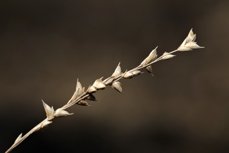 Obovate Beakgrain photo 5